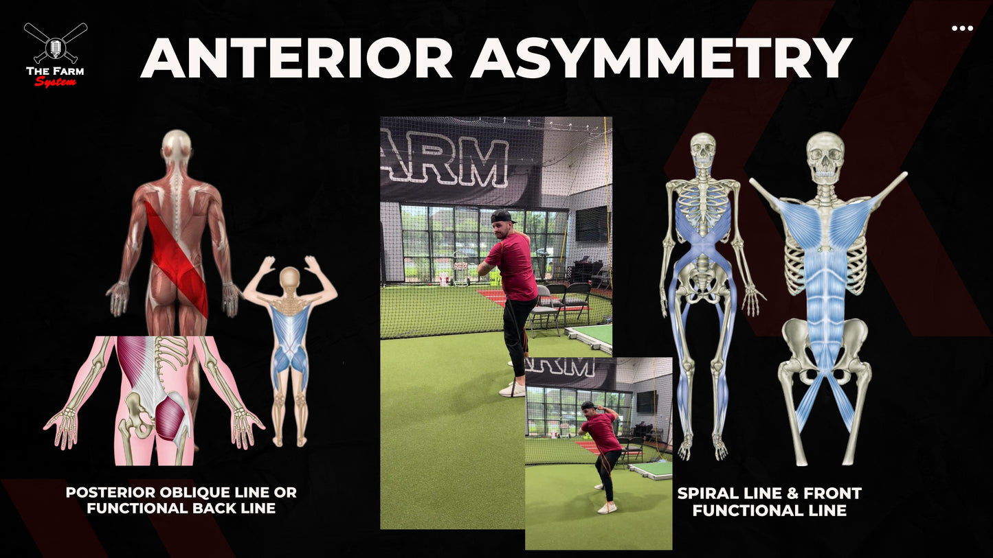 Chapter 5: Fascial Lines In Action