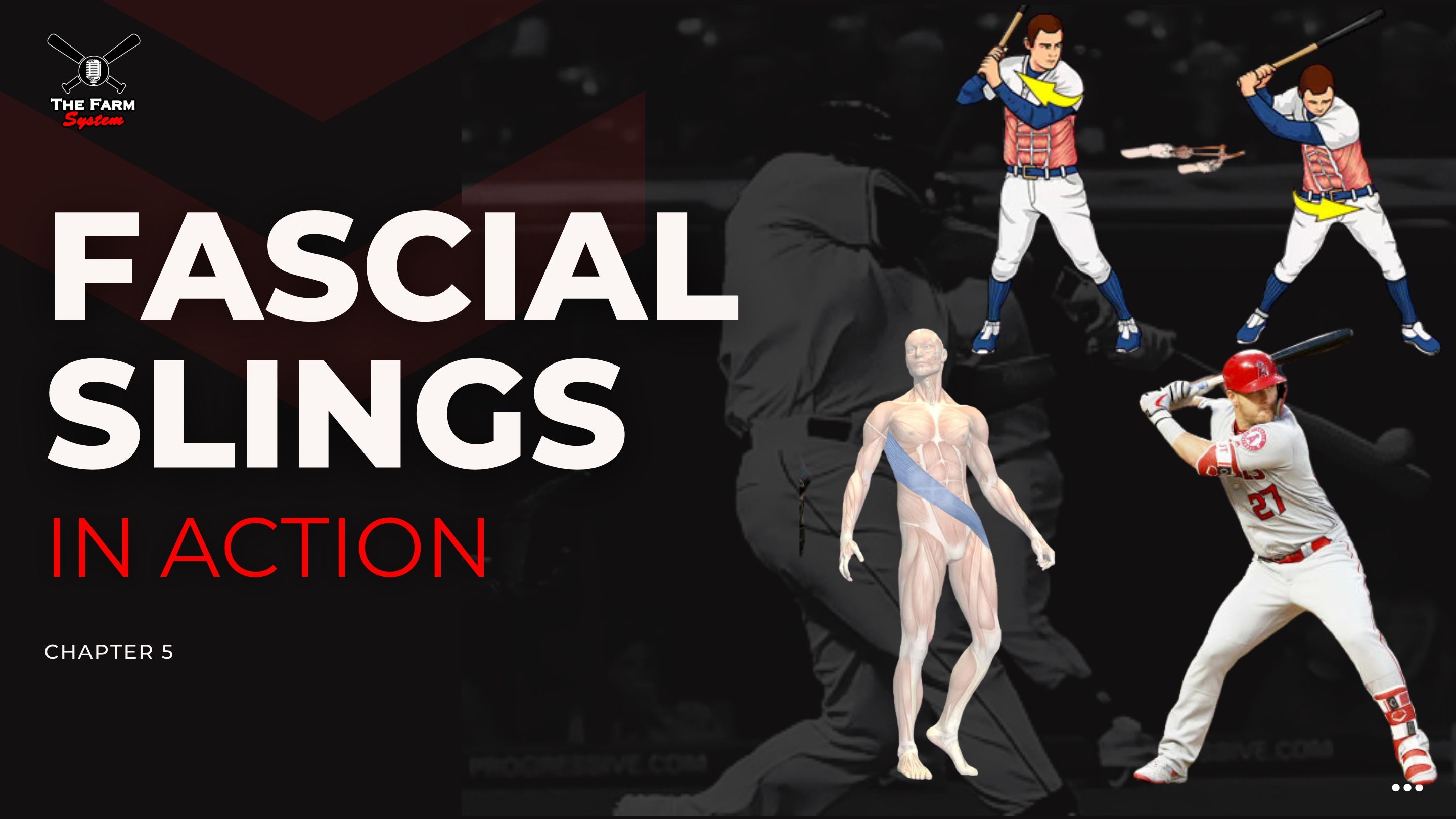 Section One: The Science of Hitting