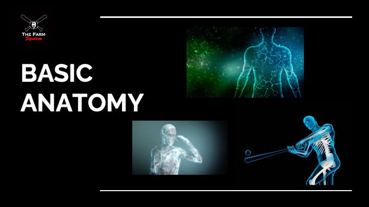 Chapter 3: Basic Anatomy