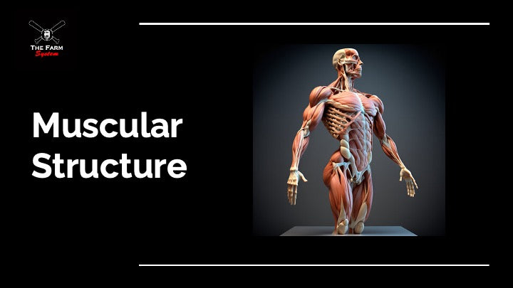 Chapter 3: Basic Anatomy