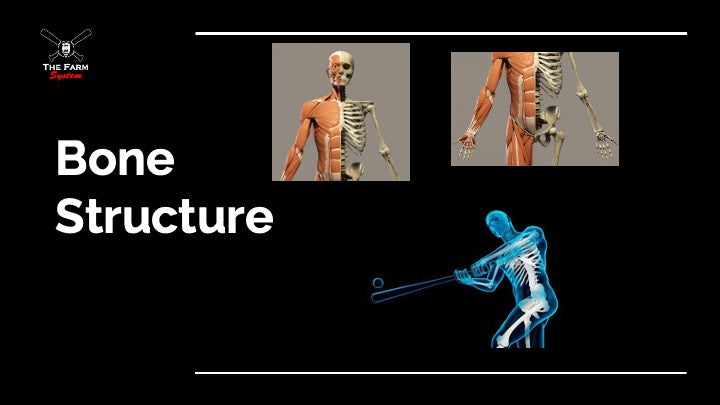Chapter 2: Bone Structure